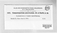 Camarosporium astericola image